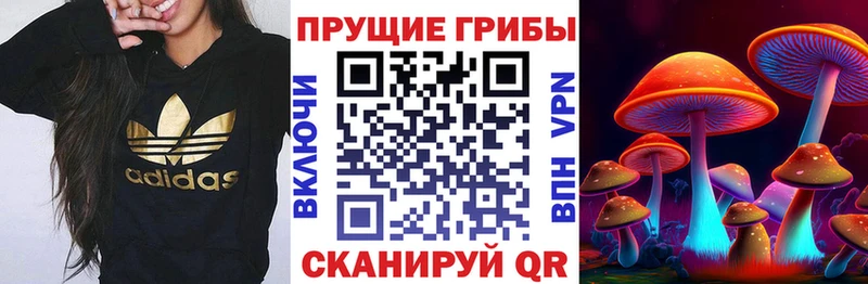 Псилоцибиновые грибы Cubensis  Дальнегорск 