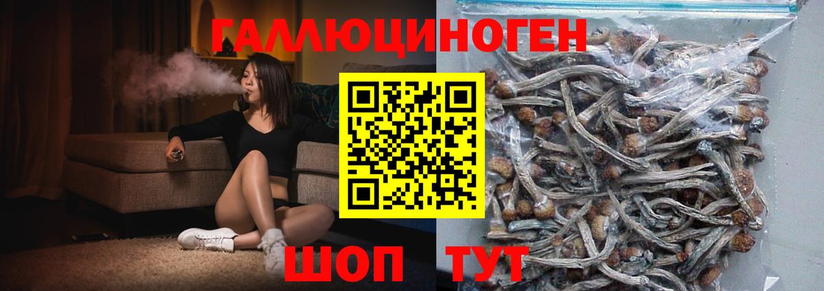 Галлюциногенные грибы Psilocybe Дальнегорск